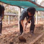 Sowing of Avocado ( Guli ) & Choerospondias axillaris ( Lapsi seed)